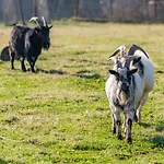 Belvilla Heiderhof In Rheinischen Westerwald