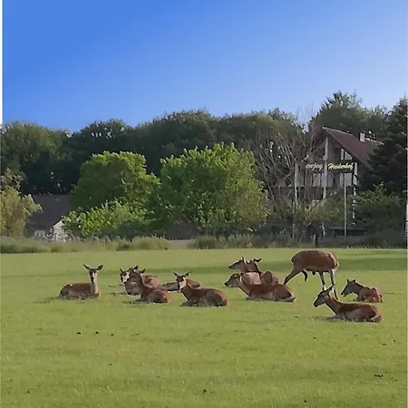 Heiderhof فندق Obersteinebach