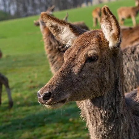 Heiderhof فندق 3*