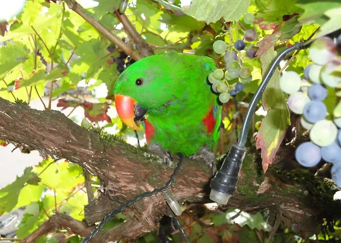 Belvilla Heiderhof In Rheinischen Westerwald Otel
