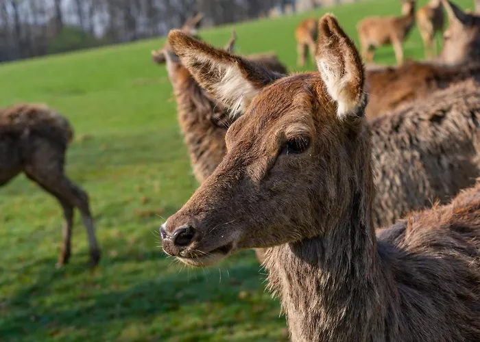 Belvilla Heiderhof In Rheinischen Westerwald Otel 3*